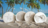 Assorted Shells Drink Coasters