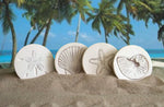 sea shell coasters in sand